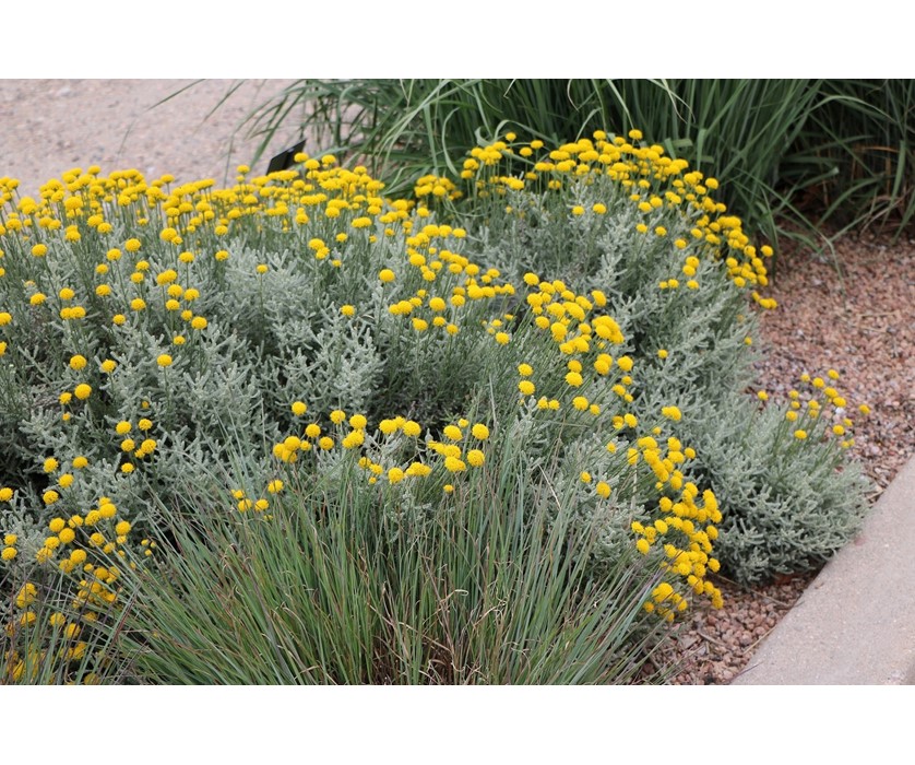 Lavender Cotton